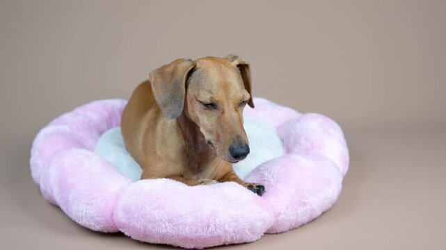 Brown dog relaxing comfortably in a soft pink and white flower shaped pet bed on a calm beige background. Cozy pet resting.