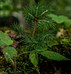 Kleine Tanne Picea abies im Wald, Small fir Picea abies in the forest