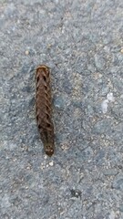 Camouflaged Caterpillar Crawling on Asphalt Road Surface, Close-Up View, Nature Concept
