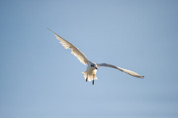 A graceful seagull soars through a clear blue sky with wings fully extended.