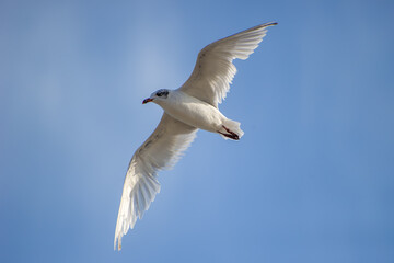 A graceful seagull soars through a clear blue sky with wings fully extended.