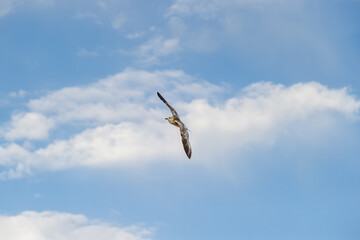 A seagull with outstretched wings glides effortlessly through a clear blue sky.
