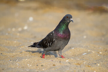 A pigeon with shimmering green and purple neck feathers stands on sandy ground with a blurred background.