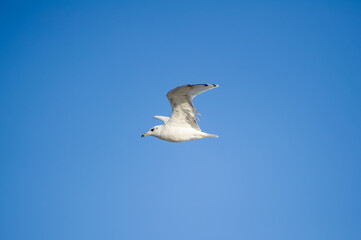 A gull-like bird with striking black eye markings glides through a clear blue sky.