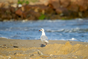A seagull with a red beak and legs stands calmly on a sandy beach with the ocean behind.