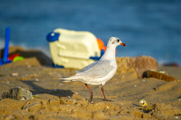 A seagull with red legs and beak stands on a sandy beach surrounded by beach gear and distant ocean waves.