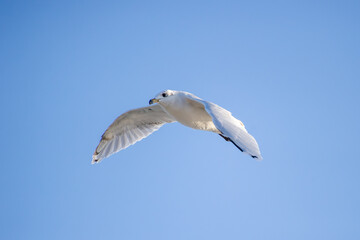 A graceful seagull soars through a clear blue sky with wings fully extended.
