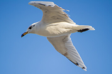 A seagull with outstretched wings glides effortlessly through a clear blue sky.