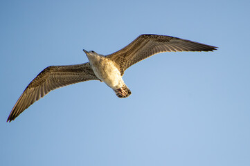 A seagull glides effortlessly through a clear blue sky with wings outstretched.