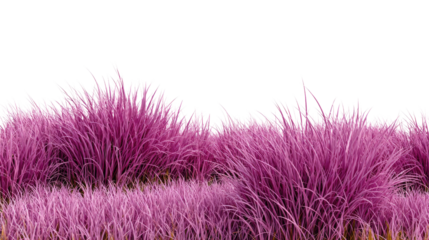 Magenta Grass: The image portrays a vibrant field of magenta grass, creating a mesmerizing visual spectacle, and a gentle reminder of nature's elegance.