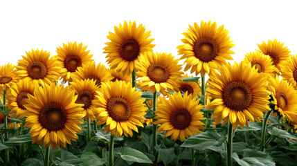 Fototapeta premium Sunflower Field in Bloom: A vibrant, sun-kissed field of sunflowers reaches towards the sky, their golden petals radiating joy and abundance, perfectly capturing the essence of a sunny summer day.
