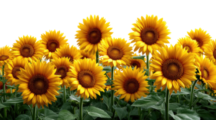 Sunflower Field in Bloom: A vibrant, sun-kissed field of sunflowers reaches towards the sky, their golden petals radiating joy and abundance, perfectly capturing the essence of a sunny summer day.