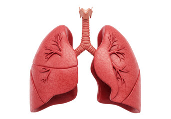 Isolated 3D Render of Healthy Human Lungs with Trachea