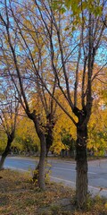 Autumnal Canopy Golden Leaves and Bare Branches Against a Pale Blue Sky Landscape View