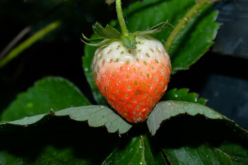strawberry in the garden