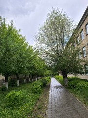 Wet Pavement Path Lined with Trees and Lush Greenery on a Cloudy Day, Tranquil Urban Scene