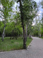 Serene Walkway Through a Lush Green Park with Birch Trees and Tranquil Atmosphere, Summer day