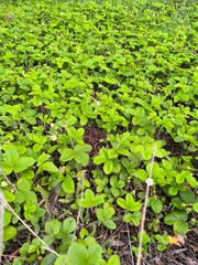 Verdant Wild Strawberry Meadow A Natural Tapestry of Greenery and Delicate White Blooms