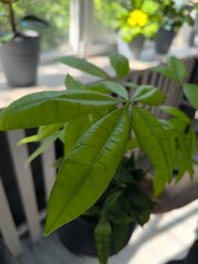 Lush Green Money Tree Plant with Vibrant Leaves in Natural Light, Symbol of Prosperity