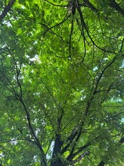 Sun Dappled Canopy Tranquil View of Green Leaves and Branches Against Sunlit Sky in Summer
