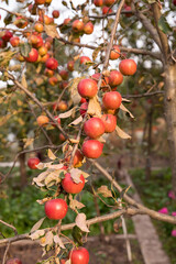 Rural organic growing of fruits in the family garden