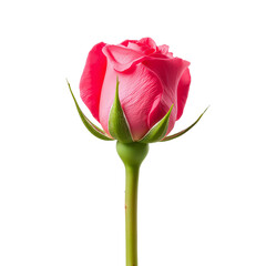 Elegant pink rose close-up blossoming against a pure isolated transparent backdrop for romantic