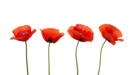 Vivid red poppies stand out boldly against a cleanly isolated transparent presentation