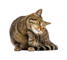 Playful cat grooming itself at home animal isolated on transparent background, png