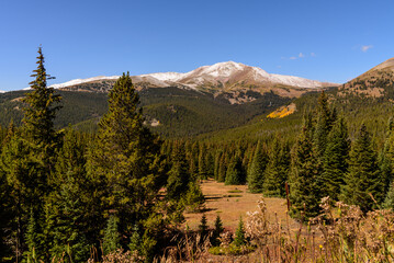 Amid the stillness of a pine forest, snowcapped mountains stand tall beneath a brilliant blue sky.