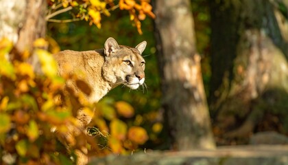 A magnificent mountain lion, subtly highlighted by warm autumnal sunlight, is expertly framed against the backdrop of a forest teeming with golden foliage.