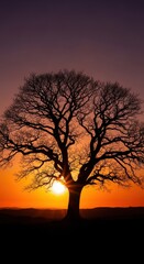 Solitary tree silhouette against a vibrant sunset or sunrise spectacle