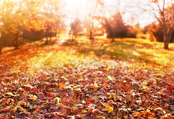 orange and red fall leaves, autumn natural background in park