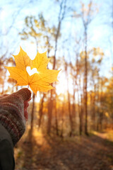 Beautiful autumn nature background. yellow maple leaf with hole in shape of heart in hand outdoor....