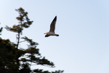 low angle view of the flying seagull by the cliff