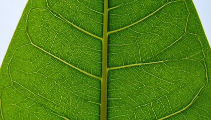 Obraz premium Close-up of a vibrant green leaf revealing intricate vein patterns and cellular structure against a bright background.