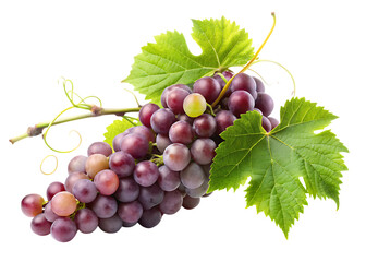 Fototapeta premium Grape plant with tendrils isolated on white background,PNG.AI Generated.