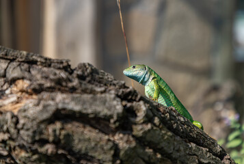 Green Lizard