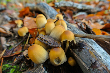 Shimmering Ink Cap Mushrooms Growing Together