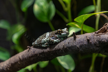 Veined Tree Frog