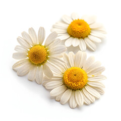 Fototapeta premium Dried chamomile flowers displayed on a clean white background, showcasing their delicate petals