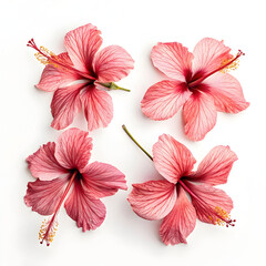 Obraz premium Dried hibiscus flowers isolated on white background, showcasing deep red petals commonly used in teas