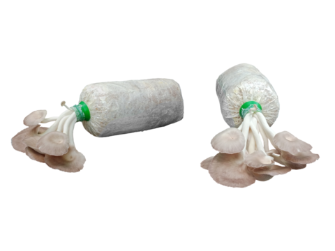 Close-up image of mushroom spawn with Pleurotus eous mushroom growing isolated on transparent background png file.