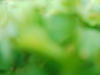 Green Abstract with Natural Blur Effect. Perfect for use as background, texture, graphic design...