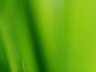 Green Leaf Abstract with Blur Effect. Perfect for use as texture, wallpaper, graphic design...