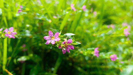 Tiny Purple Flower in Green Field