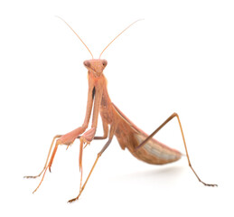 Brown praying mantis isolated on white background