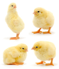 Fototapeta premium Four yellow chicks isolated on white background