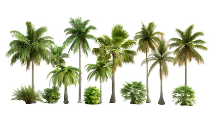 Obraz premium Lush tropical palm trees and dense green bushes create a vibrant, exotic paradise scene perfect for summer isolated on white background