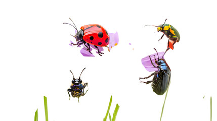Fototapeta premium Ladybug and colorful beetles on a flower with vibrant colors, perfect for nature lovers isolated on white background