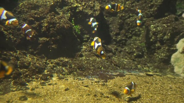 Clownfishes or anemonefishes or genus Amphiprion are saltwater fishes found in the warm & tropical waters of the Indo-Pacific. They mainly inhabit coral reefs. Pomacentridae family. omnivorous fishes.